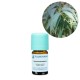 Eucalipt Radiata Organic